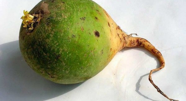 Popis odrůdy ředkvičky čelové a technik pěstování